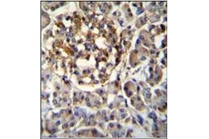 Immunohistochemistry analysis in Formalin Fixed, Paraffin Embedded Human pancreas tissue stained with SEC14L5 antibody (Center) followed by peroxidase conjugation of the secondary antibody and DAB staining. (SEC14L5 anticorps  (Middle Region))