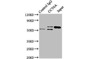Immunoprecipitating CCT6A in Hela whole cell lysate Lane 1: Rabbit control IgG instead of ABIN7171432 in Hela whole cell lysate. (CCT6A anticorps  (AA 80-250))