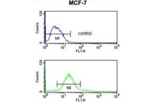 Flow Cytometry (FACS) image for anti-CDP-Diacylglycerol--Inositol 3-Phosphatidyltransferase (CDIPT) antibody (ABIN3004011) (CDIPT anticorps)