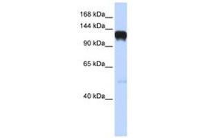 Image no. 1 for anti-EPH Receptor A5 (EPHA5) (AA 792-841) antibody (ABIN6741451) (EPH Receptor A5 anticorps  (AA 792-841))