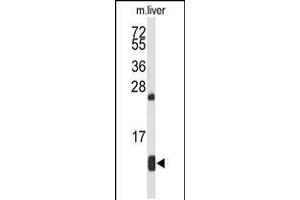 Western blot analysis of HBA2 Antibody in mouse liver tissue lysates (35ug/lane) (HBa2 anticorps  (AA 100-128))