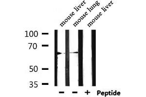 Western blot analysis of extracts from mouse liver,mouse lung, using LINGO2 Antibody. (LINGO2 anticorps  (Internal Region))