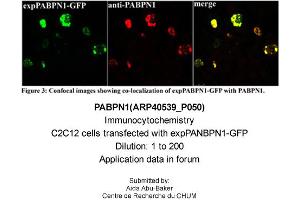 Immunocytochemistry -- Sample Type: C2C12 cells transfected with expPANBPN1-GFPDilution: 1:200 (PABPN1 anticorps  (N-Term))