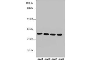 Western blot All lanes: MTX2 antibody at 4. (MTX2 anticorps  (AA 1-263))