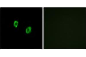 Immunofluorescence analysis of COS7 cells, using OR51F1 Antibody. (OR51F1 anticorps  (AA 269-318))