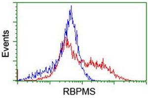 Image no. 2 for anti-RNA Binding Protein with Multiple Splicing (RBPMS) antibody (ABIN1500641) (RBPMS anticorps)