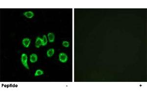 Immunofluorescence analysis of A-549 cells, using MRPL32 polyclonal antibody .