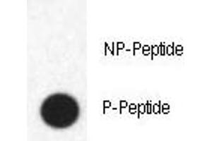 Dot blot analysis of phospho-FABP4 antibody. (FABP4 anticorps  (pTyr20))