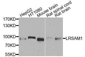 Western blot analysis of extracts of various cell lines, using LRSAM1 antibody. (LRSAM1 anticorps  (AA 1-290))