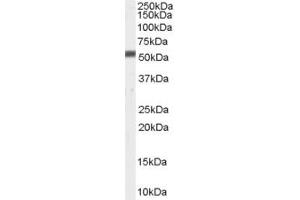 ABIN185713 (0. (ZMPSTE24 anticorps  (C-Term))