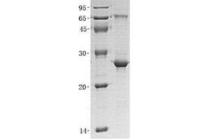Validation with Western Blot