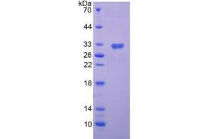 Image no. 1 for Semaphorin 7A, GPI Membrane Anchor (John Milton Hagen Blood Group) (SEMA7A) (AA 318-566) protein (His tag) (ABIN6236748)