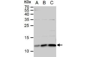 WB Image ERH antibody detects ERH protein by western blot analysis. (ERH anticorps  (Center))