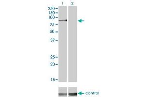 Western blot analysis of RPS6KA2 over-expressed 293 cell line, cotransfected with RPS6KA2 Validated Chimera RNAi (Lane 2) or non-transfected control (Lane 1). (RPS6KA2 anticorps  (AA 631-733))