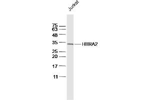 Jurkat lysates probed with HTRA2 Polyclonal Antibody, Unconjugated  at 1:300 dilution and 4˚C overnight incubation.