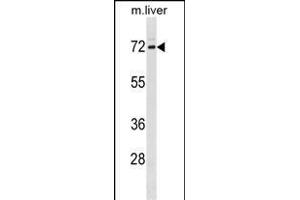FXR1 Antibody (N-term) (ABIN1881357 and ABIN2839037) western blot analysis in mouse liver tissue lysates (35 μg/lane). (FXR1 anticorps  (N-Term))