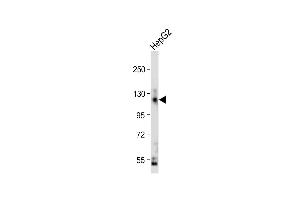 Anti-CEAC Antibody (N-term) at 1:2000 dilution + HepG2 whole cell lysate Lysates/proteins at 20 μg per lane. (CEACAM5 anticorps  (N-Term))