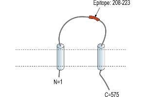Representative domain view of the target of ABIN7885615.