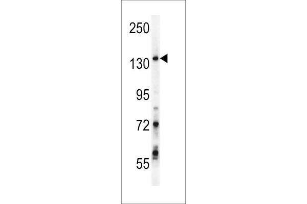 GPRASP1 anticorps  (C-Term)