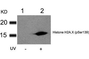 Western blot analysis of extracts from HT29 cells untreated(lane 1) or treated with UV(lane 2) using Histone H2A. (H2AFX anticorps  (pSer139))