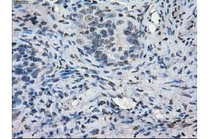 Image no. 9 for anti-P450 (Cytochrome) Oxidoreductase (POR) antibody (ABIN1497743) (POR anticorps)