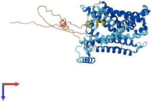 AlphaFold protein structure predicition of Human Recombinant SLC7A8 Protein, UniprotID Q9UHI5