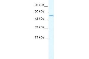 WB Suggested Anti-IRF8 Antibody Titration:  1. (IRF8 anticorps  (N-Term))