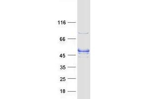 Validation with Western Blot