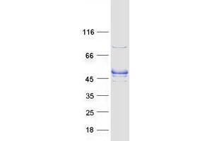 RASGEF1A Protein (Myc-DYKDDDDK Tag)