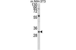 Western blot analysis of GDNF Antibody (N-term) in NIH-3T3 cell line lysates (35ug/lane). (GDNF anticorps  (N-Term))