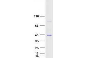 Validation with Western Blot