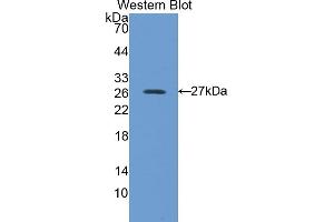 Detection of Recombinant PRDX6, Human using Polyclonal Antibody to Peroxiredoxin 6 (PRDX6) (Peroxiredoxin 6 anticorps  (AA 1-224))