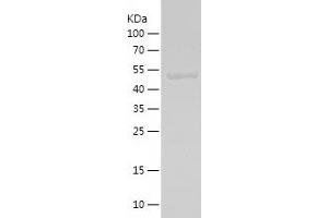 Western Blotting (WB) image for Microspherule Protein 1 (MCRS1) (AA 223-416) protein (His-IF2DI Tag) (ABIN7123956)