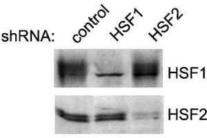 HSF2 K562 cells HSF1 2 shRNA constructs.