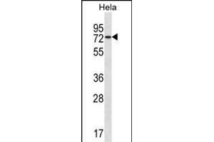 USP39 Antibody (Center) (ABIN1538151 and ABIN2850134) western blot analysis in Hela cell line lysates (35 μg/lane). (USP39 anticorps  (AA 237-265))