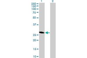 Western Blot analysis of HES6 expression in transfected 293T cell line by HES6 MaxPab polyclonal antibody. (HES6 anticorps  (AA 1-224))