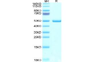 Mouse NTS1 on Tris-Bis PAGE under reduced condition. (Neurotensin Protein (NTS) (AA 23-162) (Fc Tag))