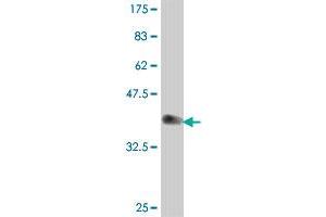 Western Blot detection against Immunogen (37.