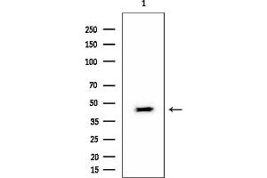 anti-Vasohibin 1 (VASH1) (Internal Region) antibody
