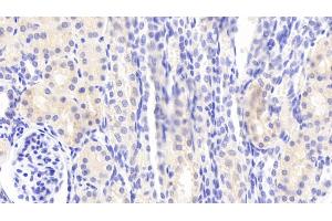 Detection of MMP13 in Porcine Kidney Tissue using Polyclonal Antibody to Matrix Metalloproteinase 13 (MMP13) (MMP13 anticorps  (AA 123-270))