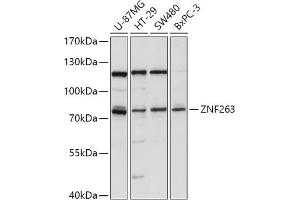 Western blot analysis of extracts of various cell lines, using ZNF263 antibody (ABIN7271472) at 1:1000 dilution. (ZNF263 anticorps  (AA 120-240))