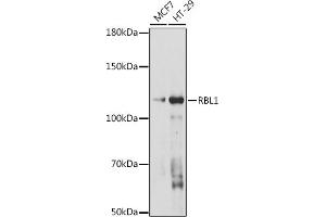 Western blot analysis of extracts of various cell lines, using RBL1 antibody (ABIN7269942) at 1:1000 dilution.