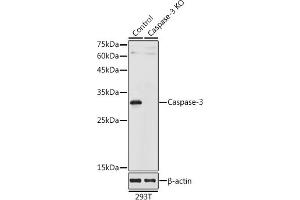 Western blot analysis of extracts from normal (control) and Caspase-3 knockout (KO) 293T cells, using Caspase-3 antibody (ABIN6131583, ABIN6137963, ABIN6137965 and ABIN6215516) at 1:1000 dilution. (Caspase 3 anticorps  (AA 55-160))