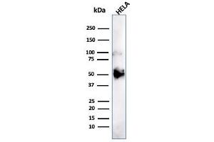 anti-Forkhead Box A1 (FOXA1) (AA 372-472) antibody