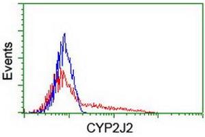 Flow Cytometry (FACS) image for anti-Cytochrome P450, Family 2, Subfamily J, Polypeptide 2 (CYP2J2) antibody (ABIN1497730)