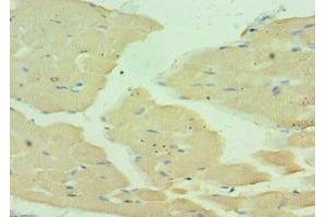 Immunohistochemistry of paraffin-embedded human skeletal muscle tissue using ABIN7160559 at dilution of 1:100