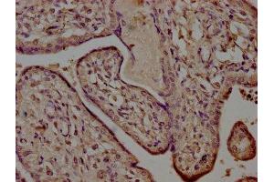 IHC image of ABIN7168916 diluted at 1:500 and staining in paraffin-embedded human placenta tissue performed on a Leica BondTM system.