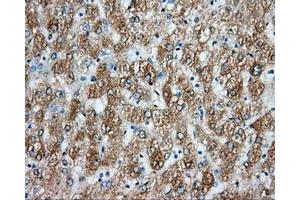 Image no. 4 for anti-Aryl Hydrocarbon Receptor Nuclear Translocator (ARNT) antibody (ABIN1496729) (ARNT anticorps)