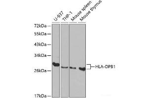 Western blot analysis of extracts of various cell lines using HLA-DPB1 Polyclonal Antibody at dilution of 1:1000. (HLA-DPB1 anticorps)