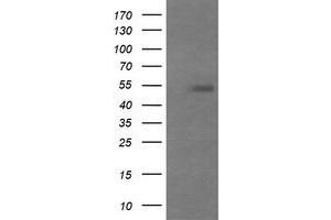Image no. 2 for anti-Mdm4-binding Protein (MDM4) antibody (ABIN1499350) (MDM4-binding Protein anticorps)